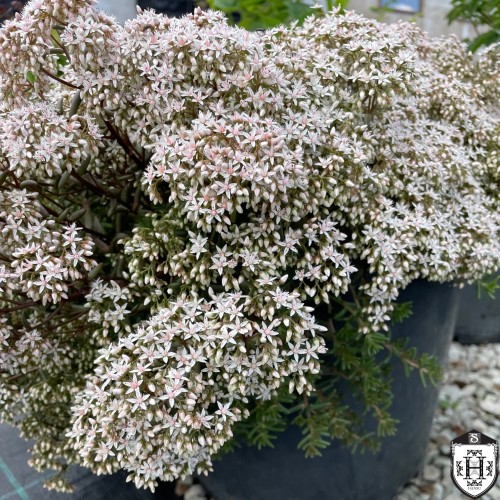 Sedum album 'Murale' - Valge kukehari 'Murale' P9/0,55L